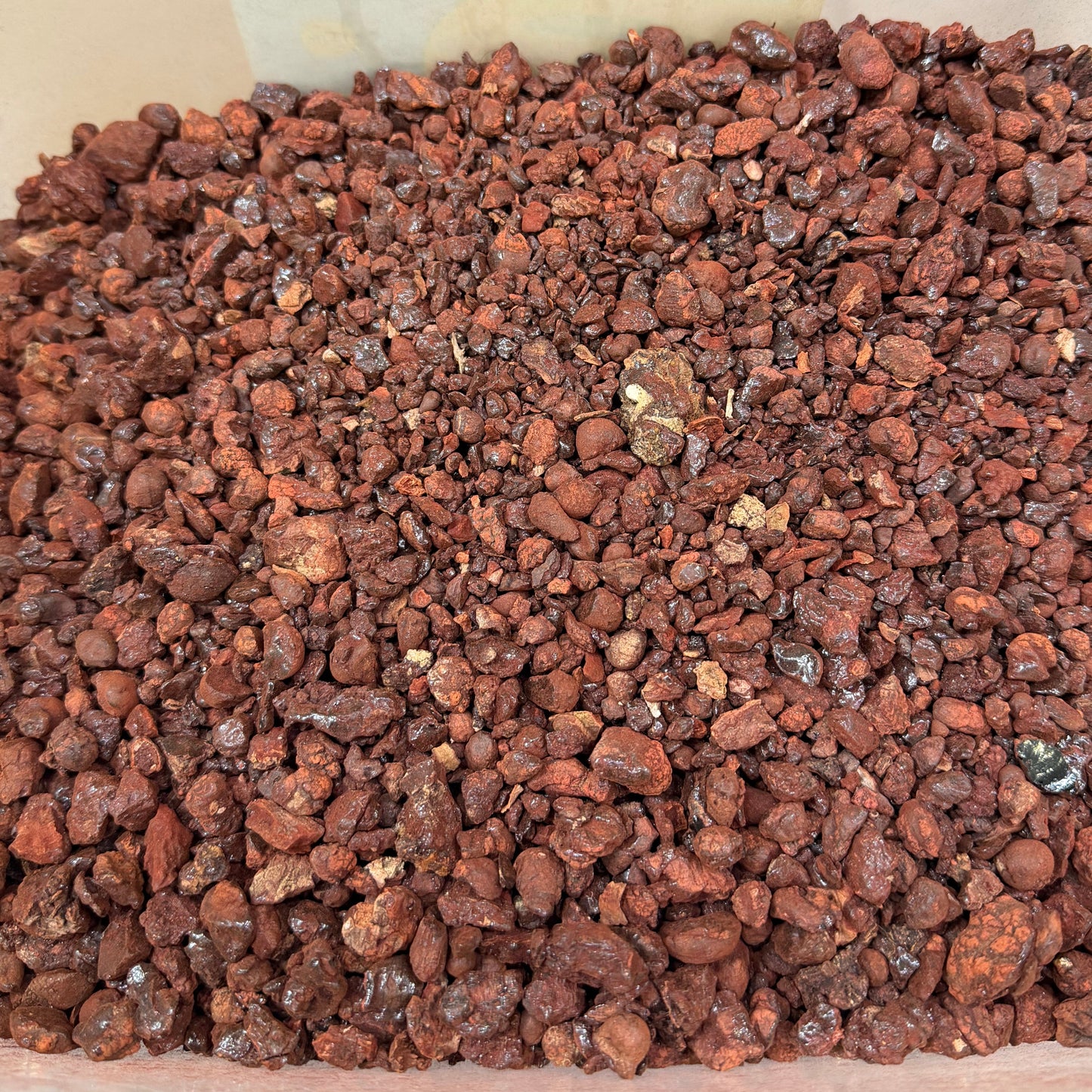 Dracaena cinnabari tree resin